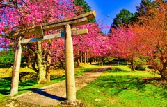日本風景９０２　鳥居と桜