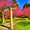 日本風景９０２　鳥居と桜