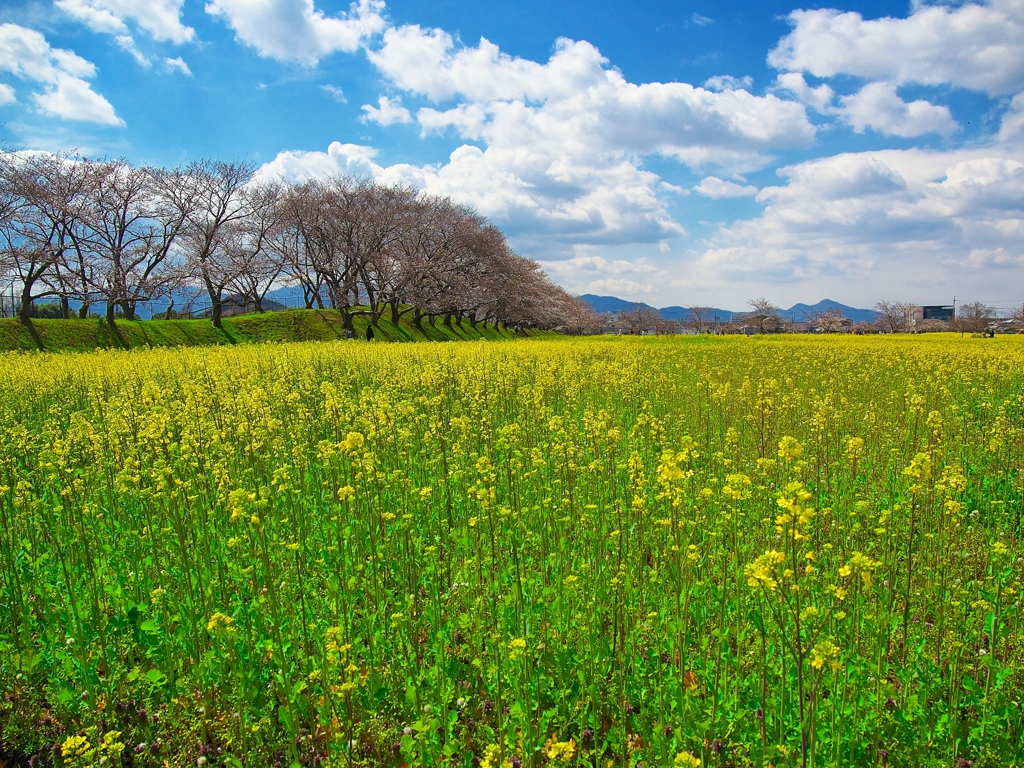 日本風景１３６８　菜の花、桜