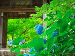 日本風景１４１４　紫陽花
