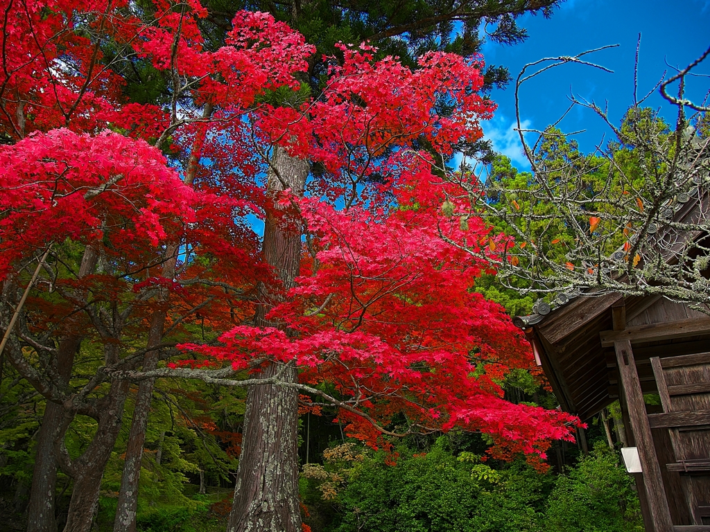 日本風景１５１３　紅葉