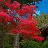 日本風景１５１３　紅葉