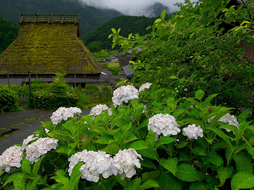 日本風景１４２７　紫陽花