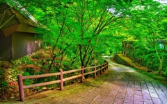 日本風景７７６　寺　参道
