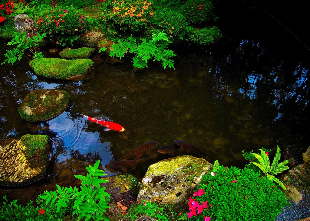 日本風景７２９　京都　庭