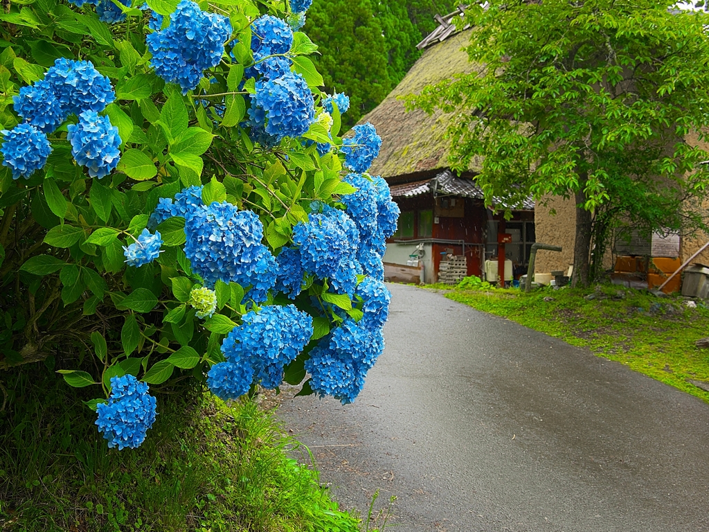 日本風景１４１７紫陽花