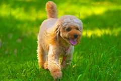 DOG189