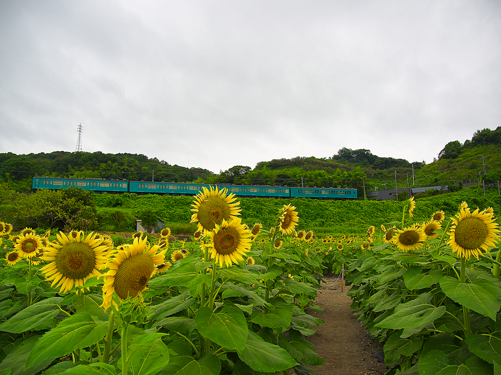 日本風景１１３９