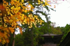 日本風景１２８４　紅葉