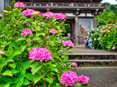 日本風景９９４　紫陽花