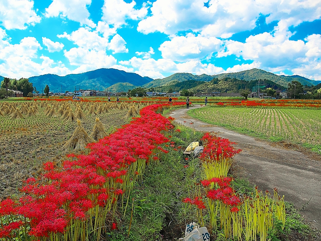 日本風景１４７５彼岸花