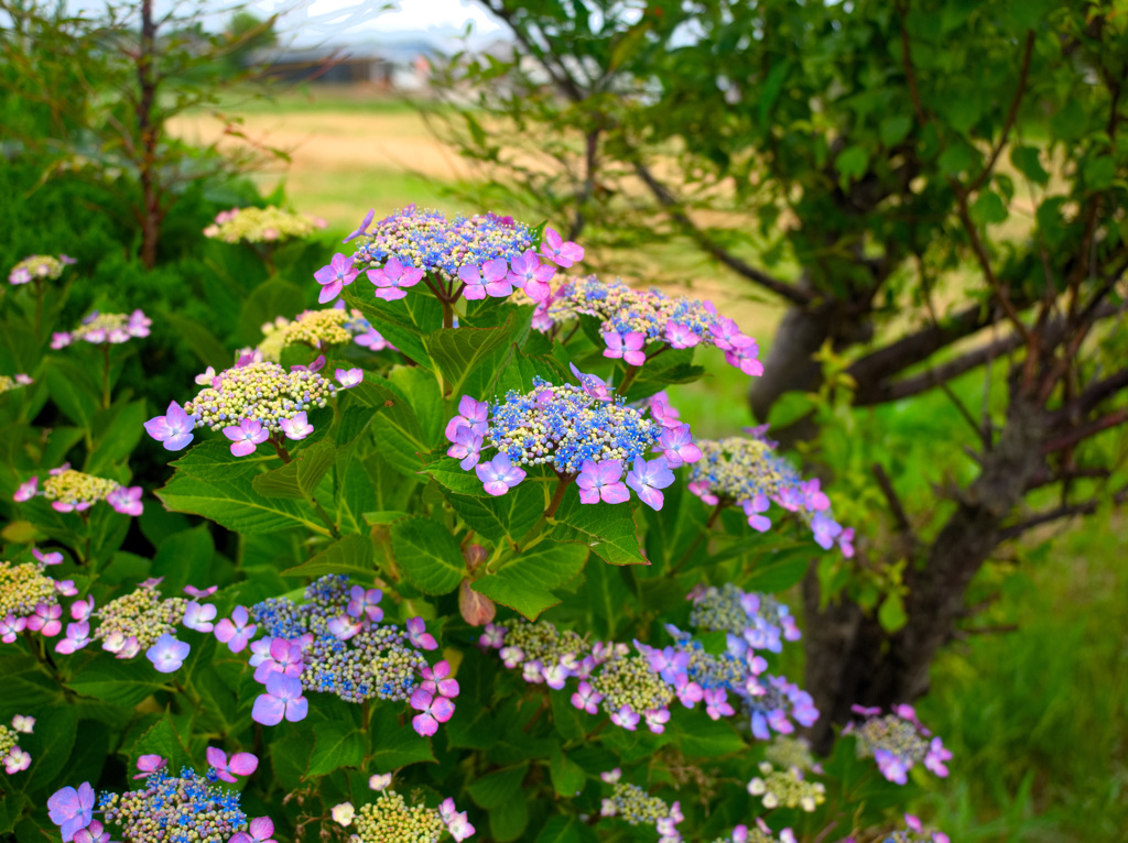 日本風景９７８　紫陽花