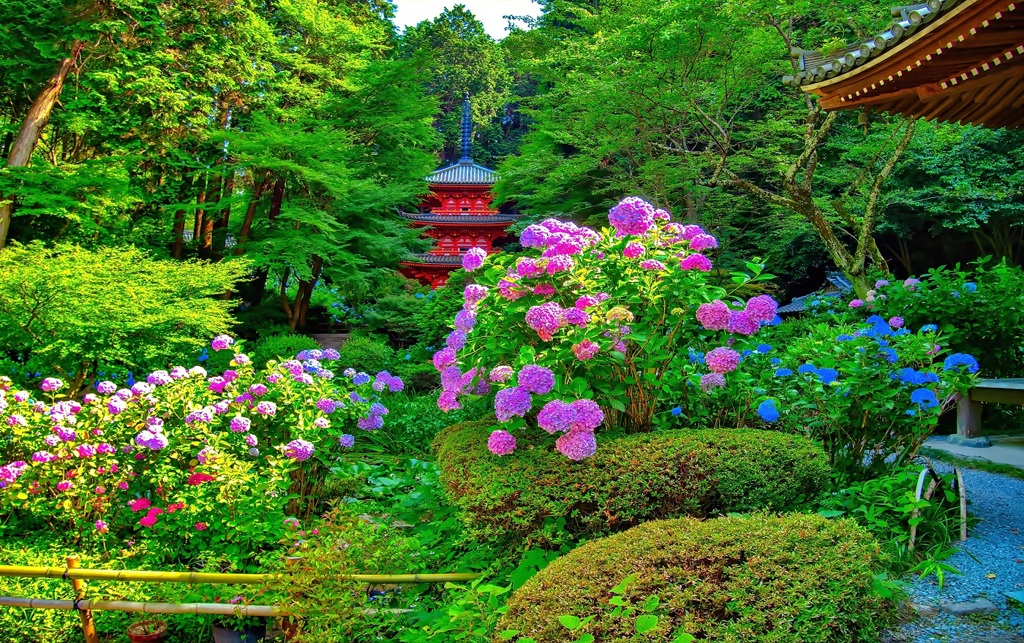 日本日本風景７４６　寺　庭　あじさい