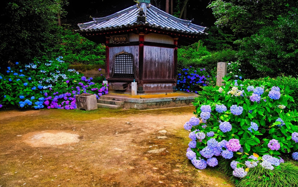 日本風景７７２　寺　紫陽花