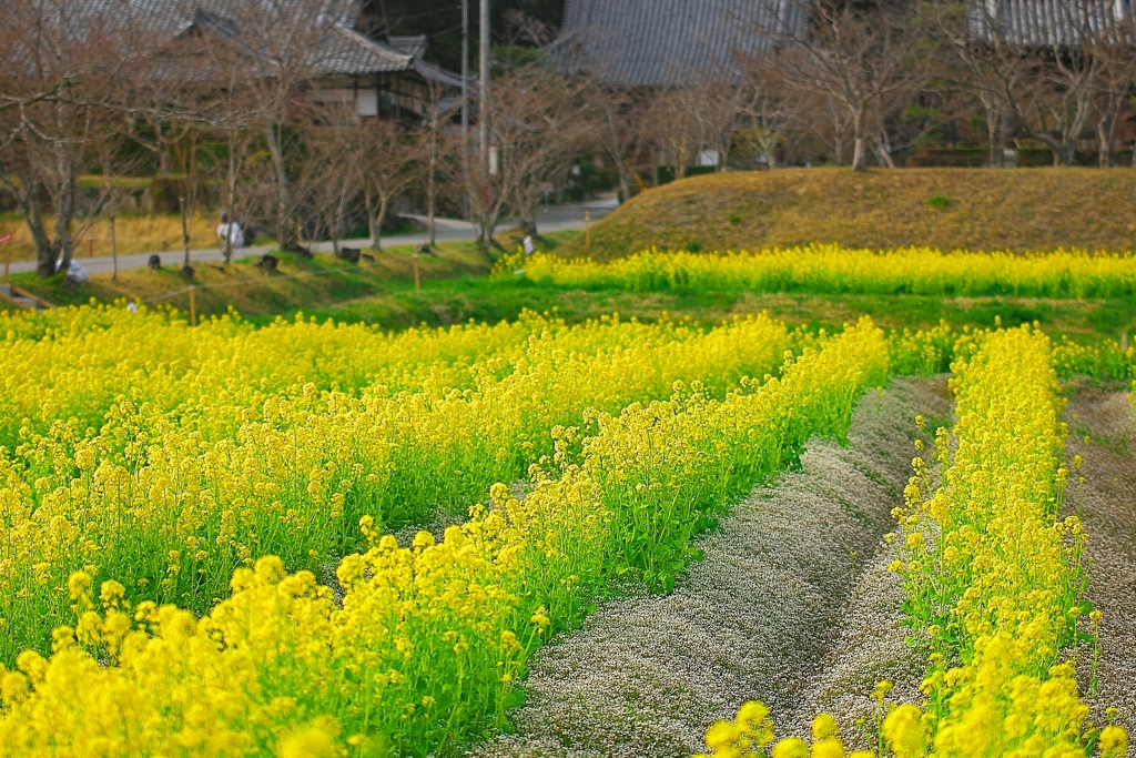 日本風景１３６６　菜の花