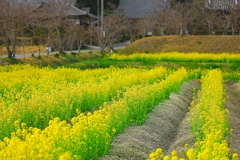 日本風景１３６６　菜の花