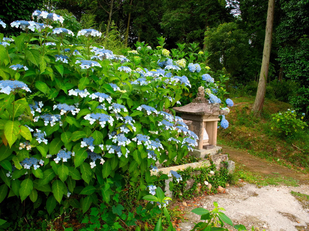 日本風景９７４　紫陽花