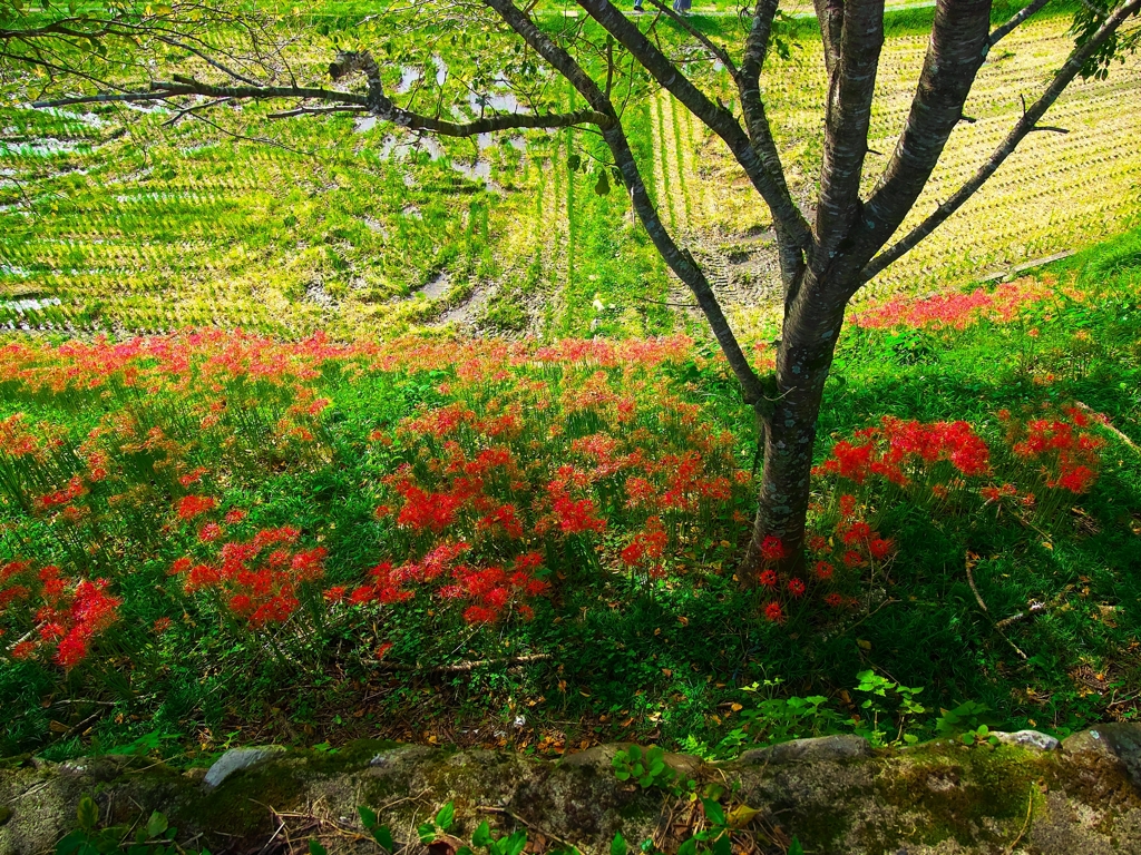 日本風景１４７１彼岸花