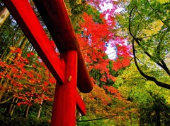 風景２３８　山寺　 秋