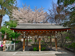 日本風景１０５６ 桜