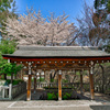 日本風景１０５６ 桜