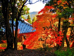 風景２５８ 寺　秋