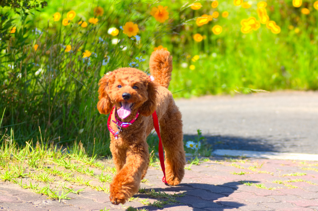 トイプードル 　ミルミルみるきー２６
