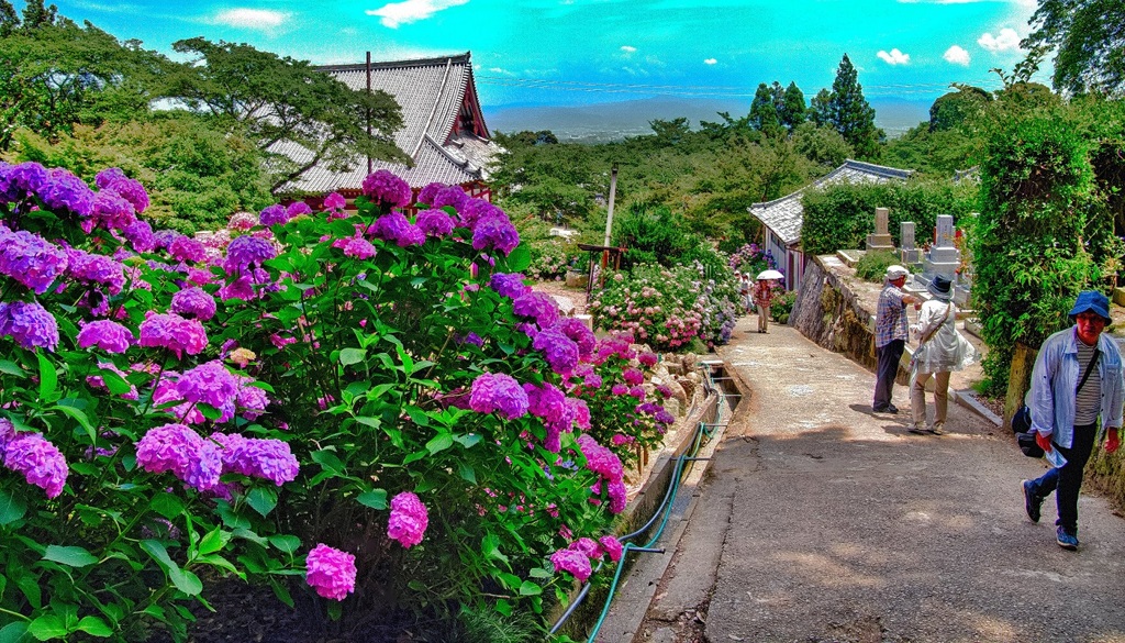 日本風景７３９　寺　庭　あじさい