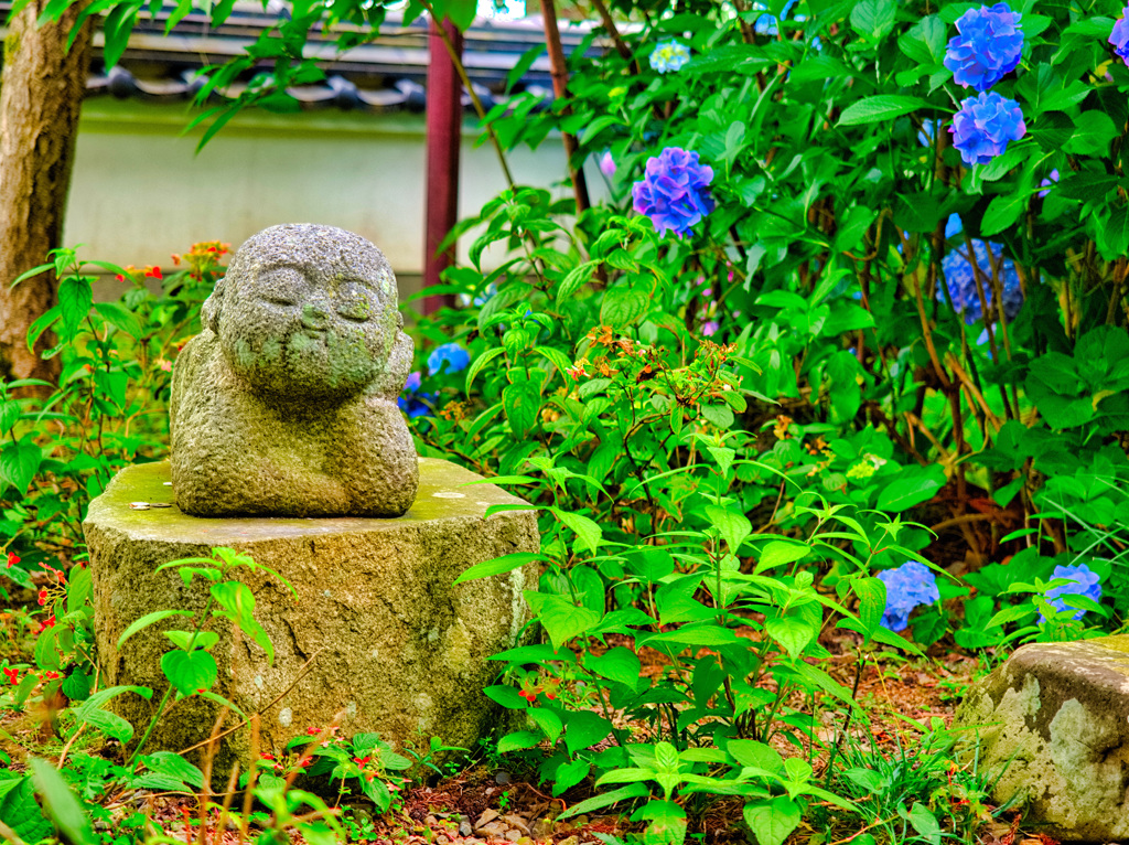 日本風景９９０　紫陽花