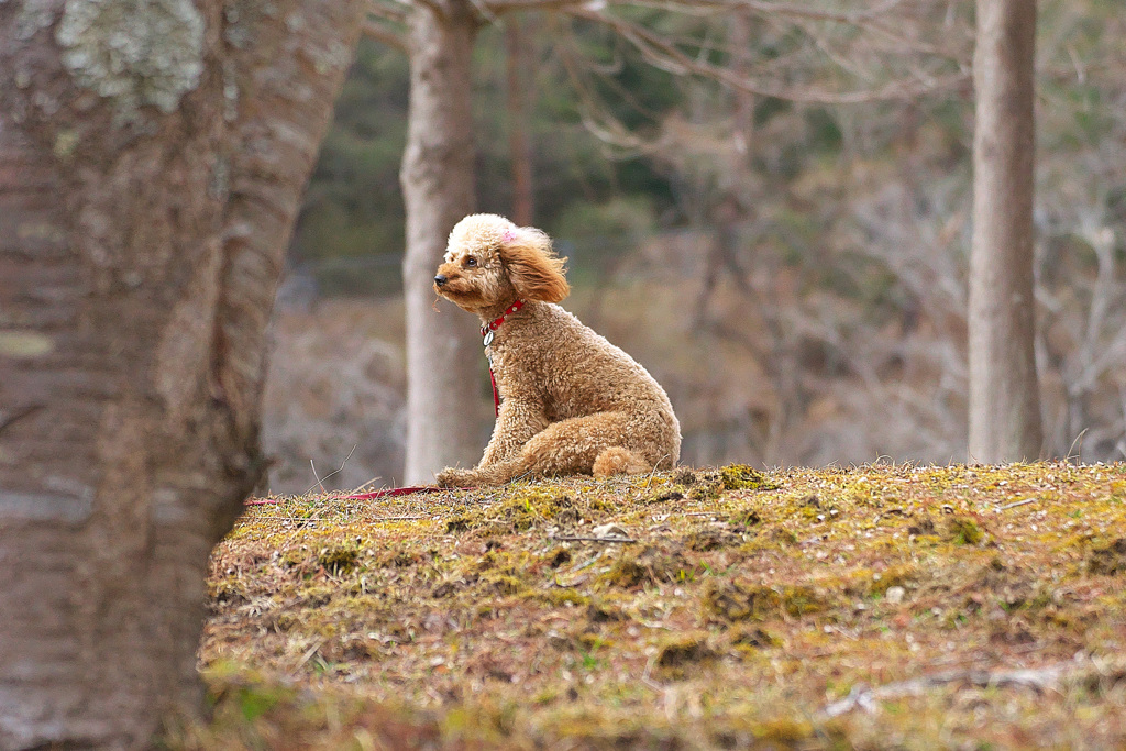 DOG７１