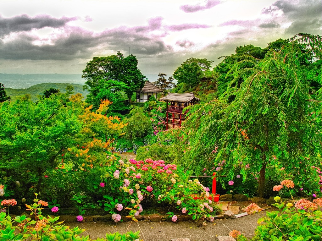 風景６８１　京都　あじさい寺