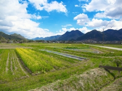 日本風景１３６２菜の花