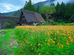 日本風景１２２２　コスモス