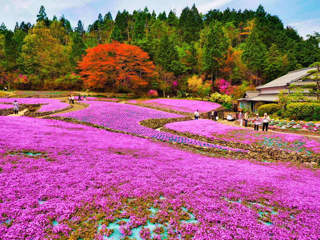 日本風景８８９　芝桜