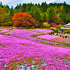 日本風景８８９　芝桜
