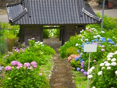 日本風景１１０８紫陽花