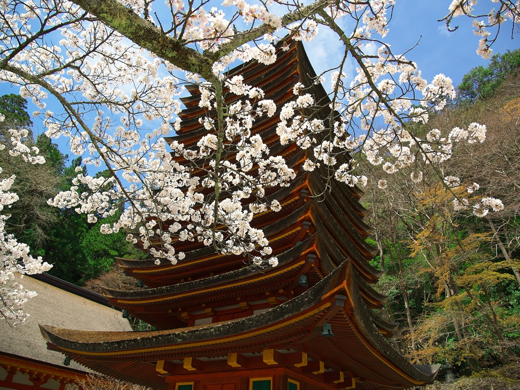 日本風景１３８５　桜