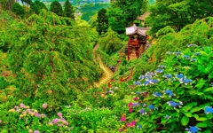 風景７０７　寺　庭　あじさい