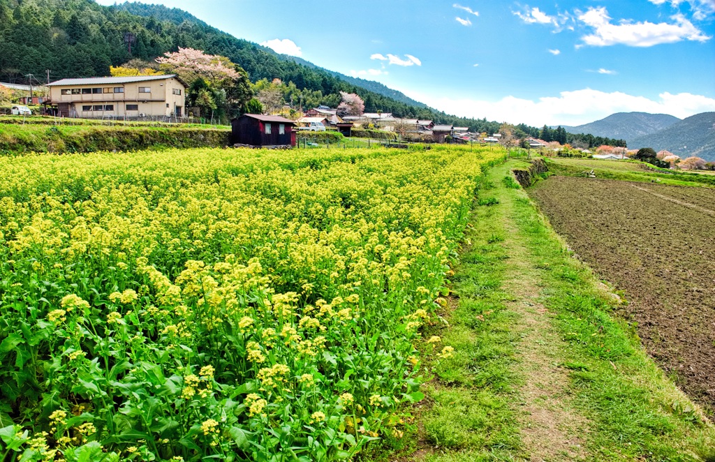 日本風景８８３　京都大原　菜の花