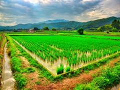 日本風景１００３　京都　嵯峨野