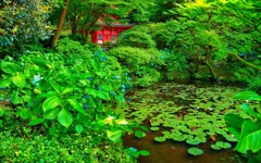 日本風景７３７　寺　庭　あじさい