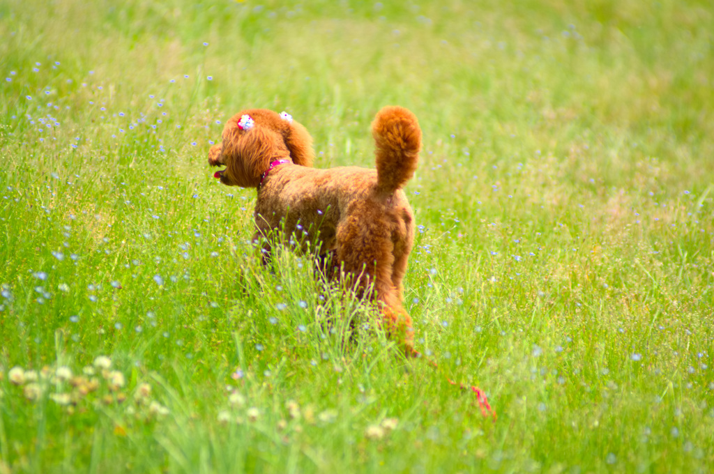 トイプードル 　ミルミルみるきー２３
