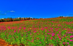 風景４２１　蒜山