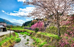 日本風景９０９　京都大原　春