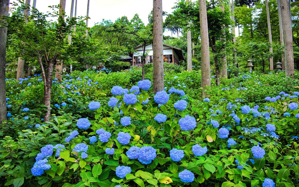 日本風景７３８　寺　庭　あじさい