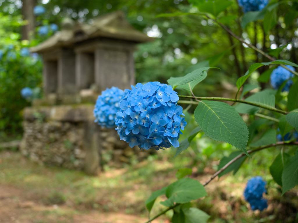 日本風景９６７　紫陽花