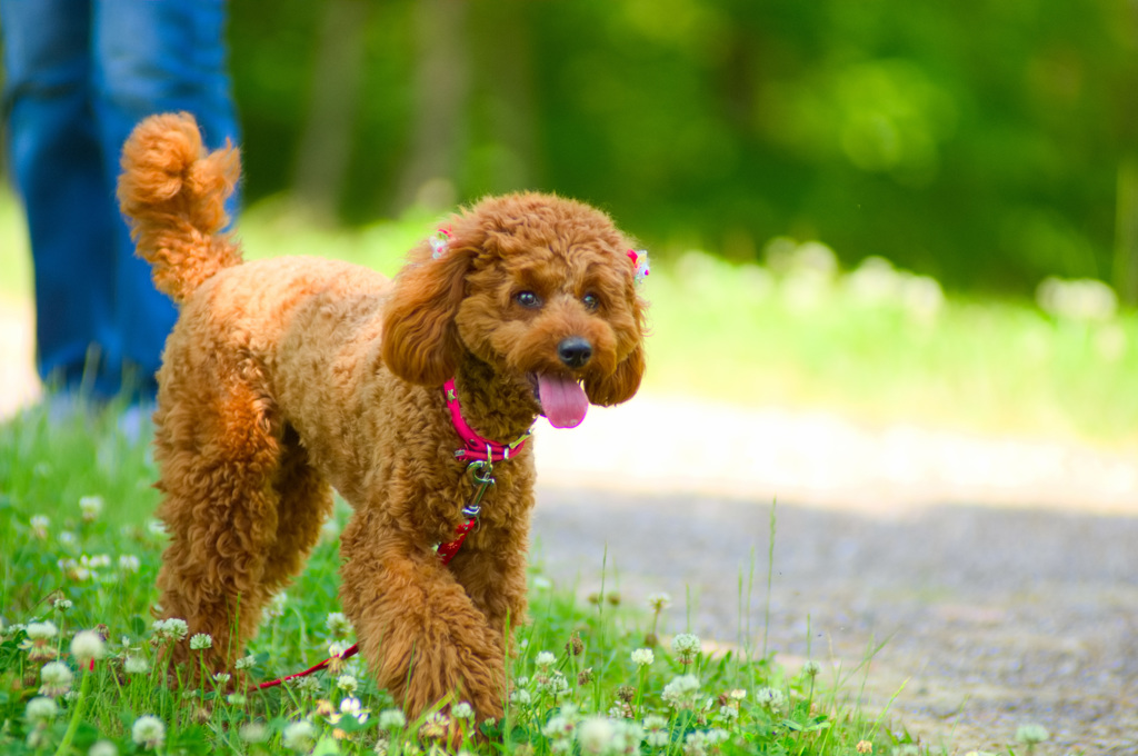 トイプードル 　ミルミルみるきー３５