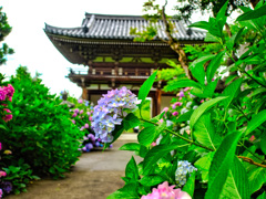 日本風景９８６　紫陽花