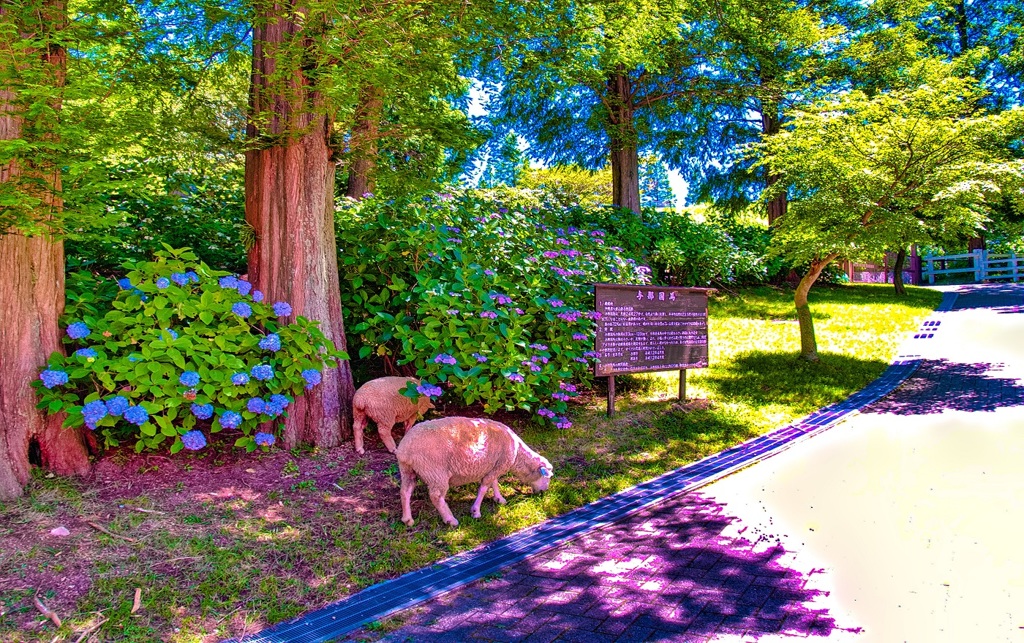 風景７０４　六甲牧場