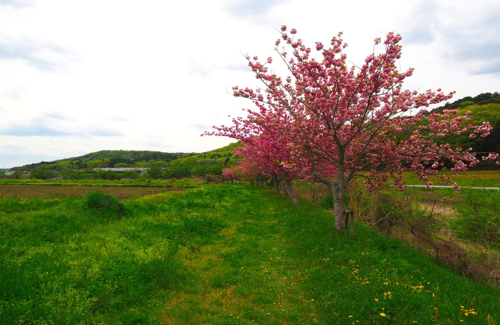 日本風景８８９　桜